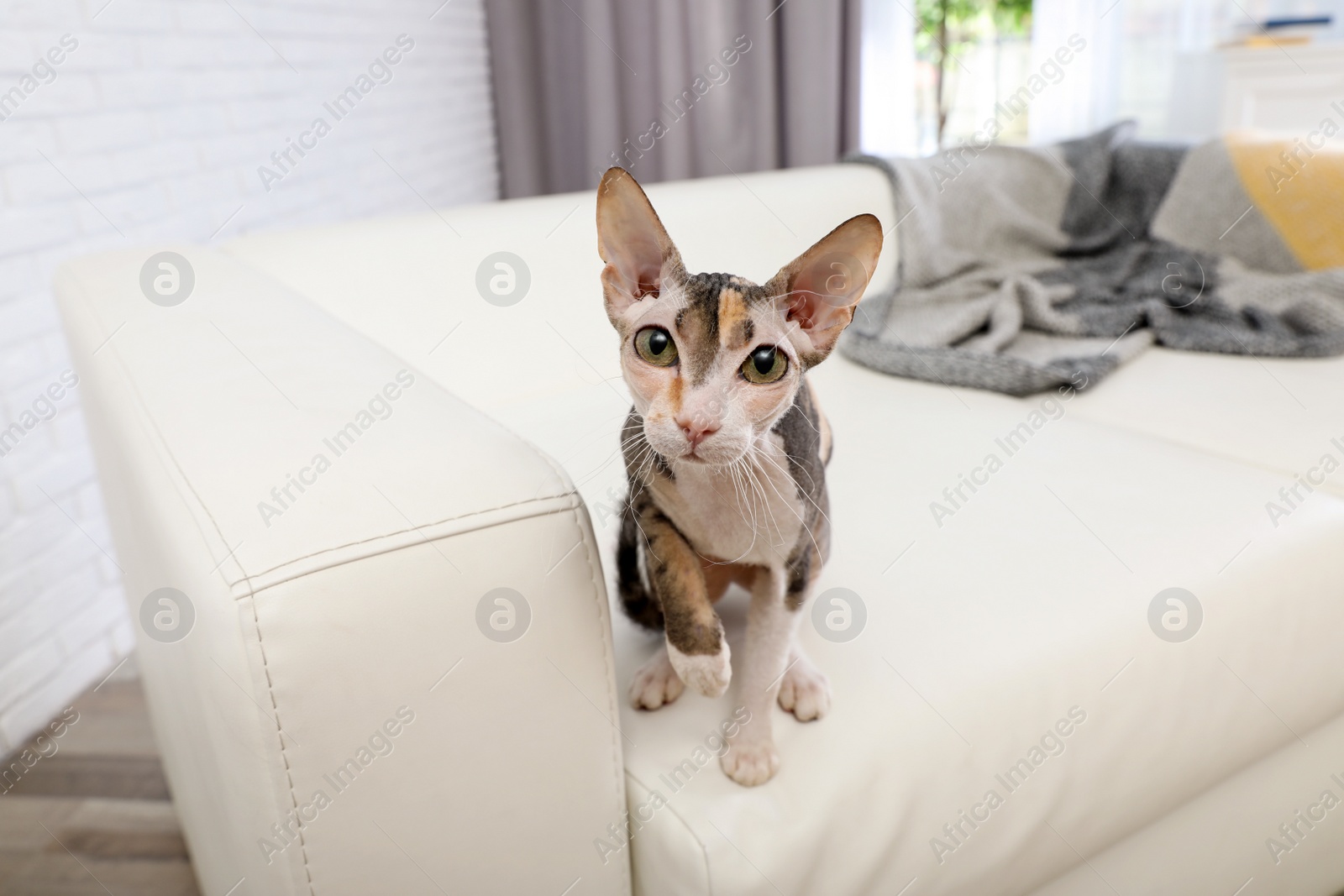 Photo of Adorable Sphynx cat looking into camera at home. Cute friendly pet