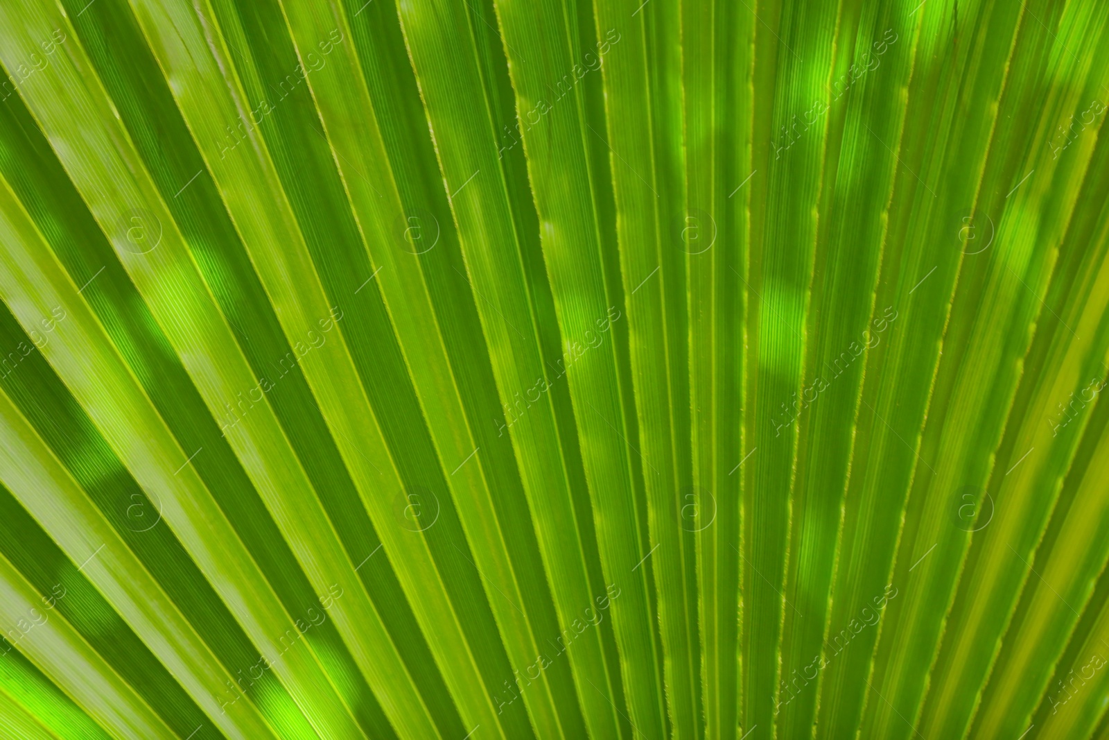 Photo of Beautiful tropical palm leaf, closeup