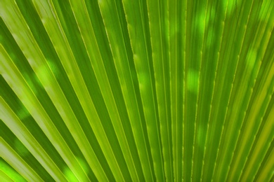 Beautiful tropical palm leaf, closeup