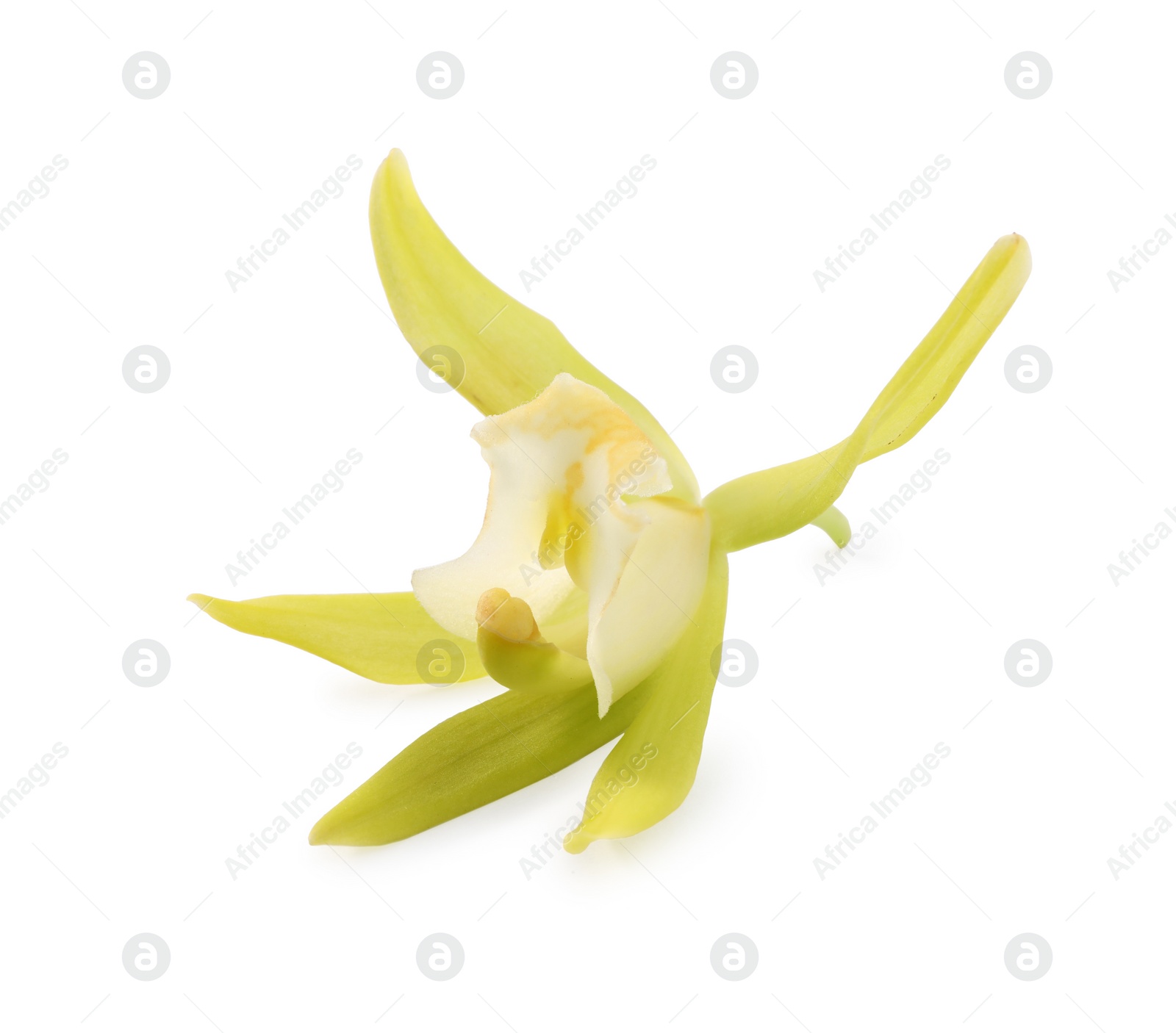 Photo of Yellow vanilla orchid flower isolated on white