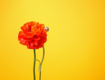 Photo of Beautiful ranunculus flower on color background