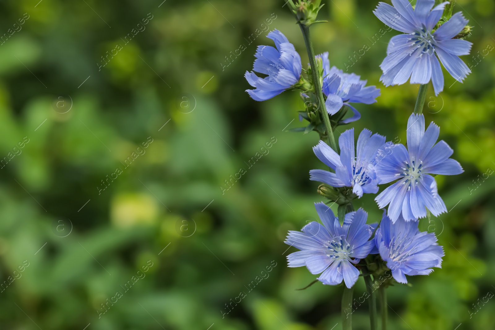 Photo of Beautiful blooming chicory flowers growing outdoors, closeup. Space for text