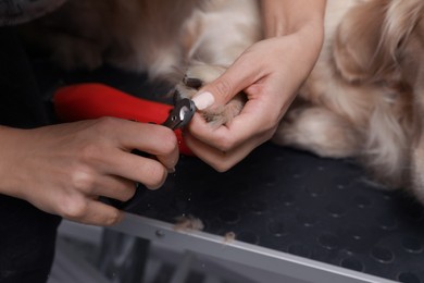 Professional groomer trimming claws of cute dog with clipper in pet beauty salon, closeup