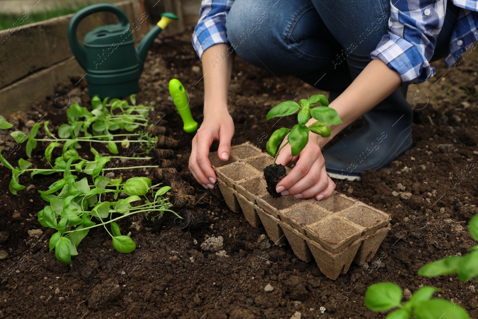 Photo of Woman transplanting seedling from container in soil outdoors, closeup