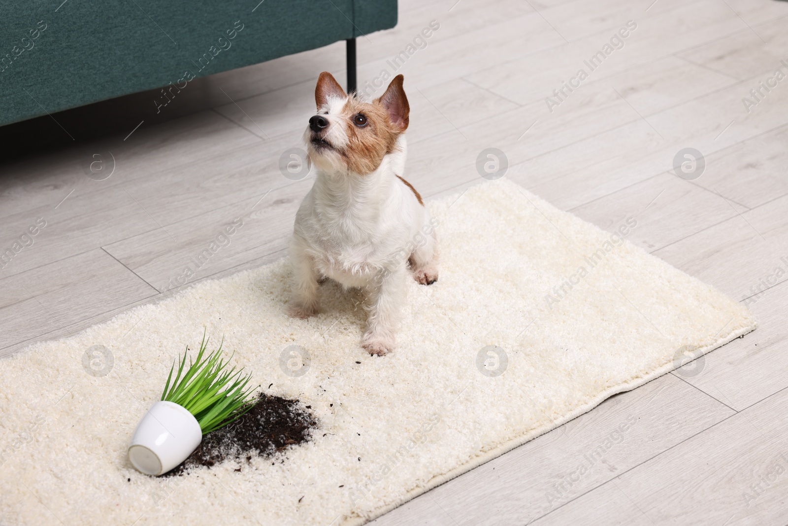 Photo of Cute dog near overturned houseplant on rug indoors