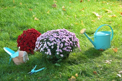 Photo of Beautiful colorful chrysanthemum flowers and garden tools on green grass