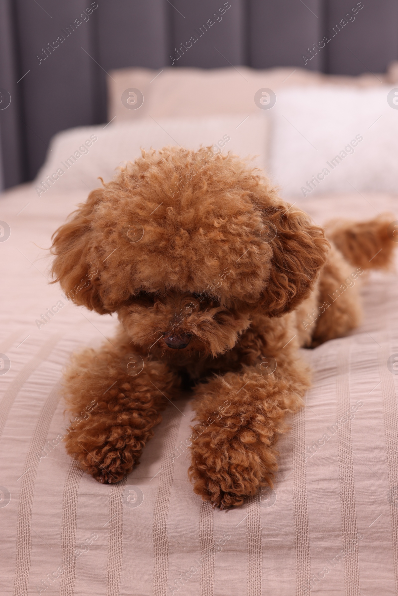 Photo of Cute Maltipoo dog on soft bed, closeup. Lovely pet