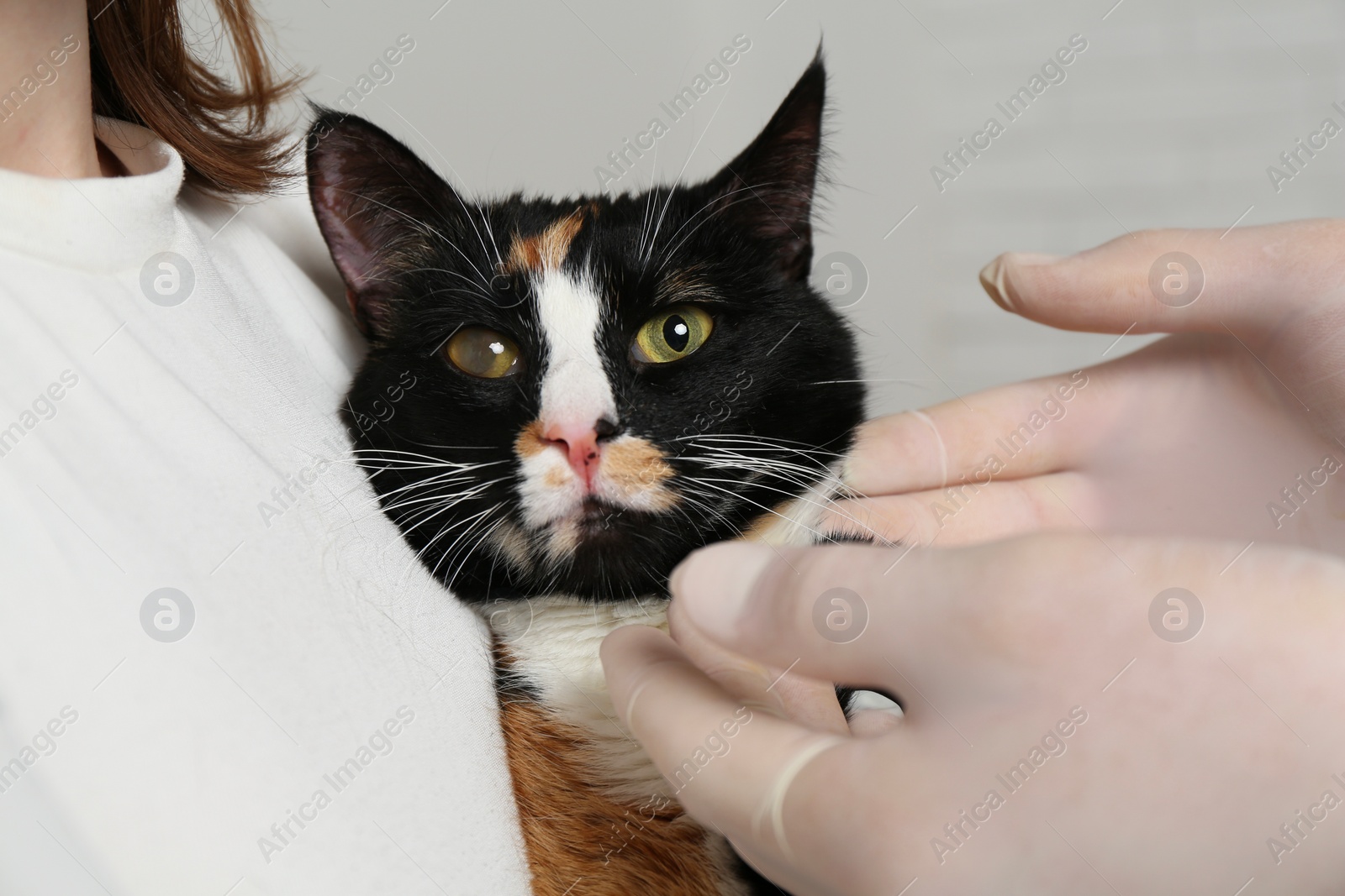 Photo of Veterinarian examining cute cat with corneal opacity on blurred background, closeup