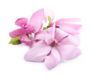 Photo of Beautiful pink magnolia flowers isolated on white