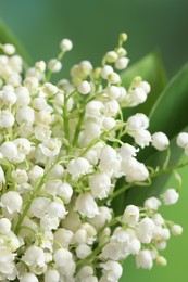 Photo of Beautiful lily of the valley flowers on blurred green background, closeup
