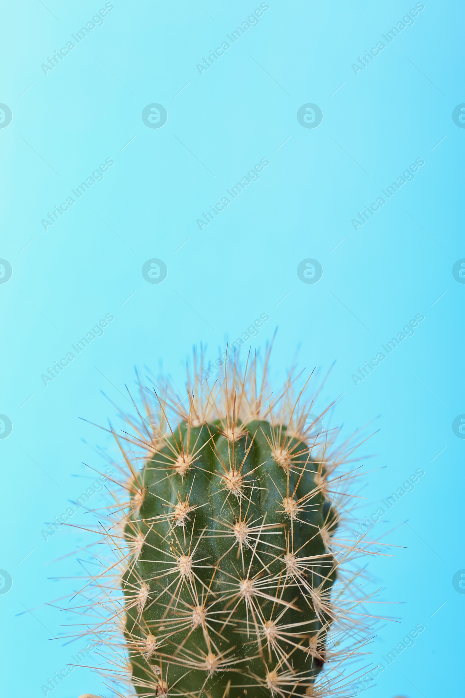 Photo of Beautiful cactus on color background