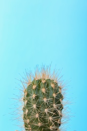 Beautiful cactus on color background