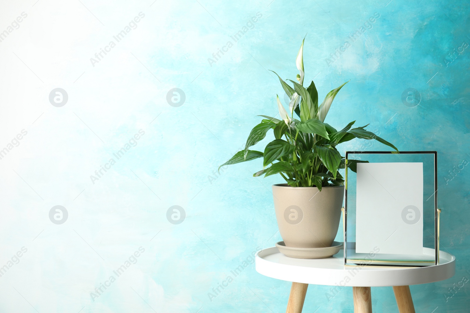 Photo of Spathiphyllum plant and photo frame on table near color wall, space for text. Home decor
