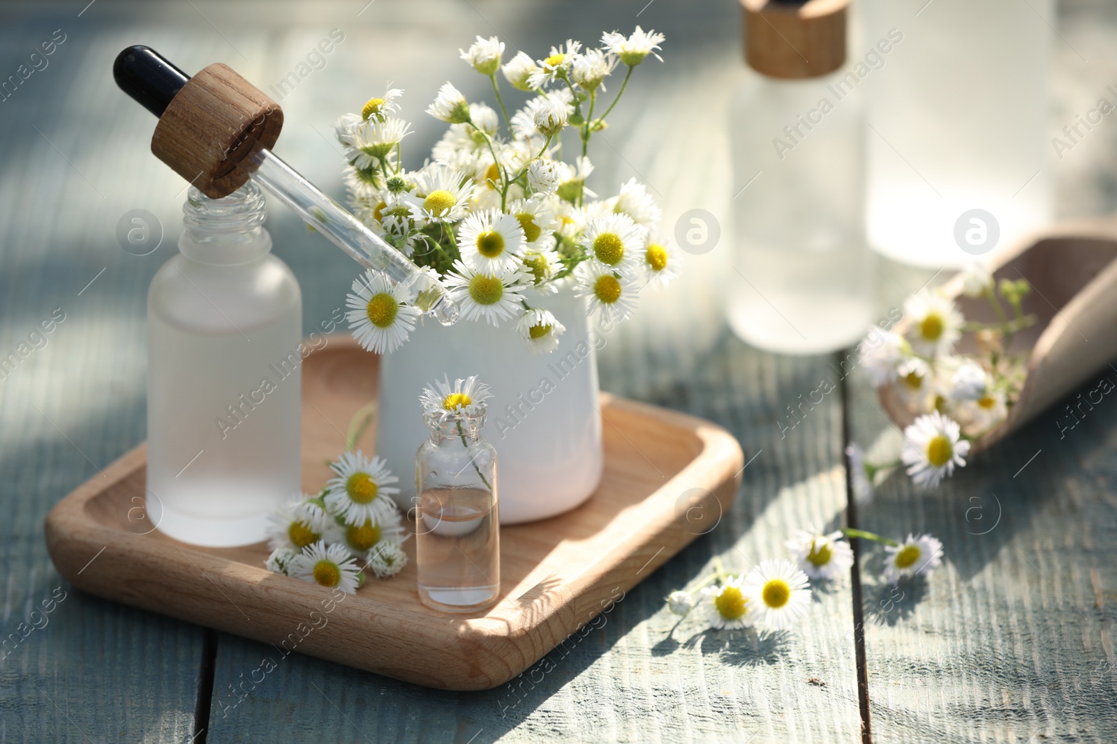 Photo of Bottles of chamomile essential oil, pipette and flowers on grey wooden table, closeup