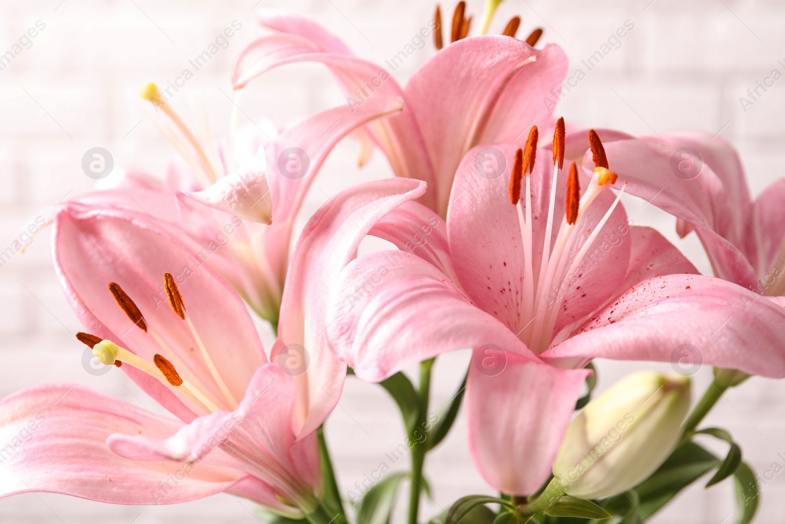 Photo of Beautiful blooming lily flowers, closeup view