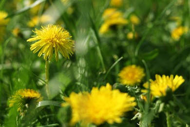 Photo of Beautiful bright yellow dandelions in green grass on sunny day, closeup