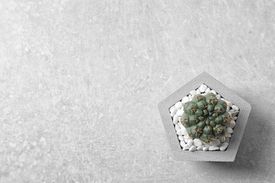 Photo of Beautiful succulent plant in stylish flowerpot on light background, top view. Home decor