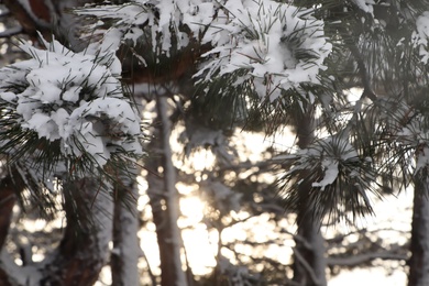 Photo of Conifer tree branches covered with snow in forest