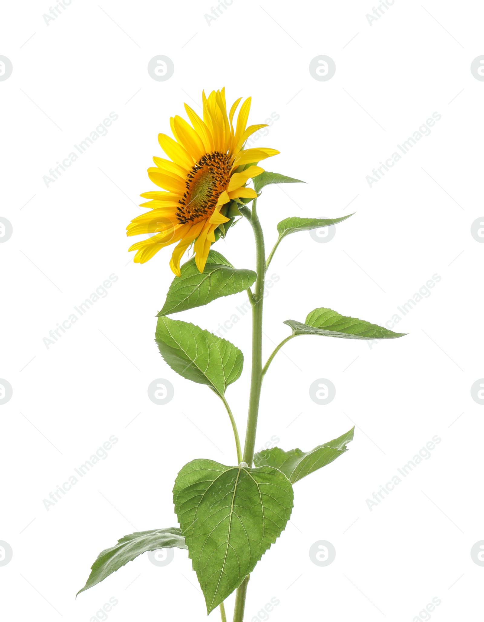 Photo of Beautiful bright blooming sunflower isolated on white