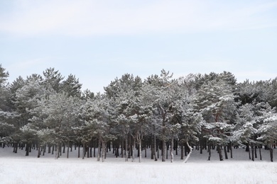 Picturesque view of beautiful forest covered with snow