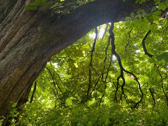 Photo of Beautiful chestnut tree with lush green leaves growing outdoors