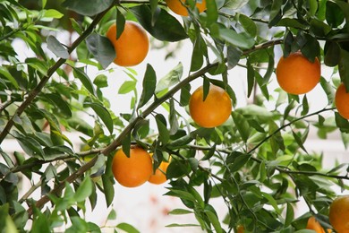 Fresh ripe oranges growing on tree outdoors