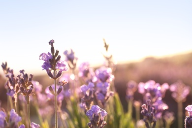 Image of Beautiful sunlit lavender flowers outdoors, closeup view