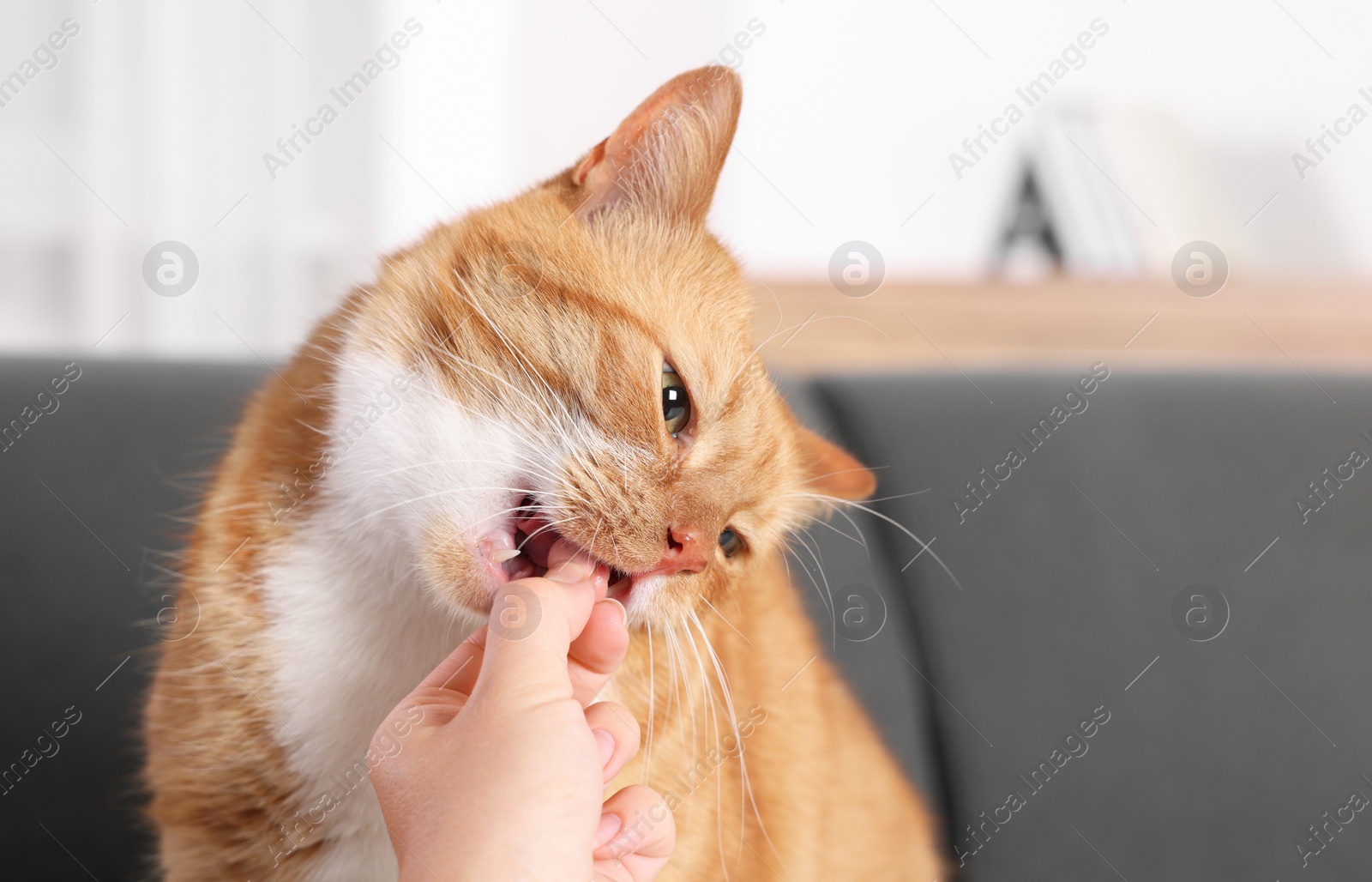 Photo of Woman giving vitamin pill to cute ginger cat on couch indoors, closeup