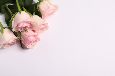 Photo of Beautiful roses on white background, above view. Space for text