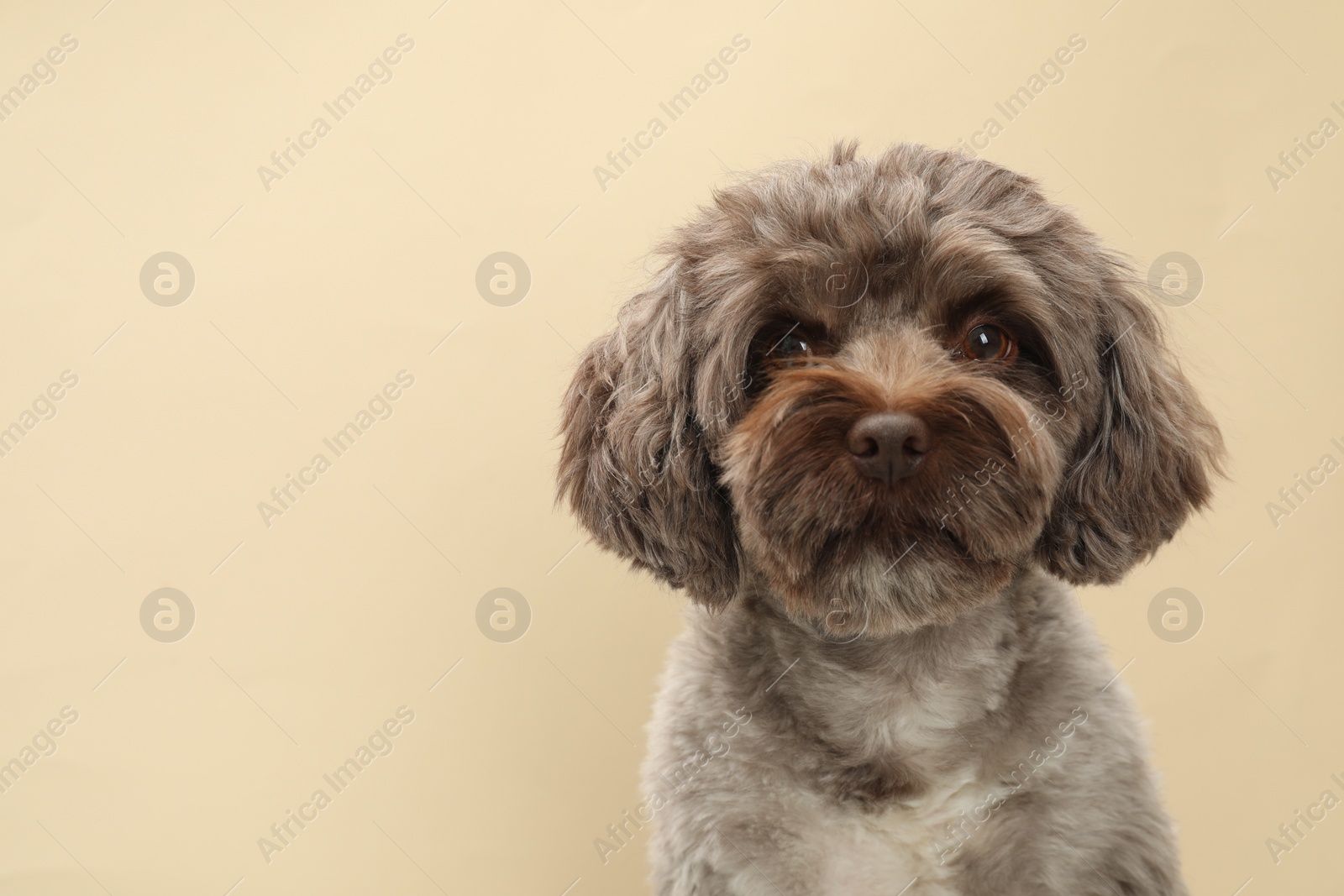 Photo of Cute Maltipoo dog on beige background, space for text. Lovely pet