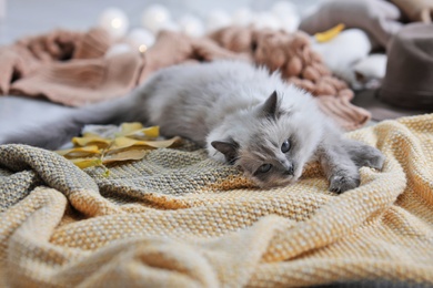 Cute cat with knitted blanket on floor at home. Warm and cozy winter