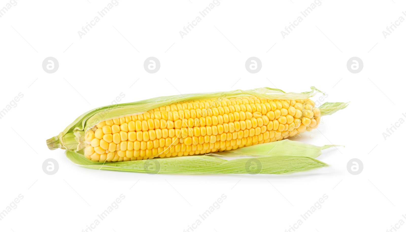 Photo of Ripe raw corn cob with husk isolated on white