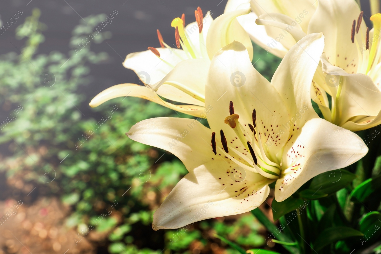 Photo of Beautiful blooming lily flowers in garden, closeup