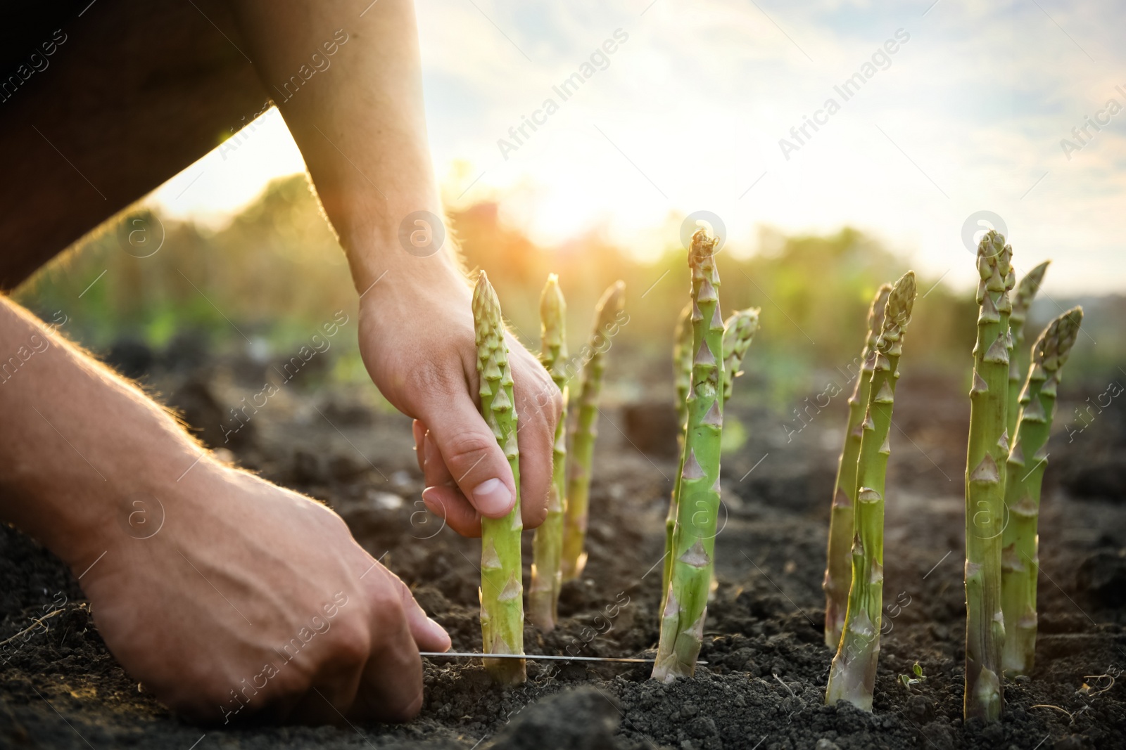 Photo of Man picking fresh asparagus in field, closeup