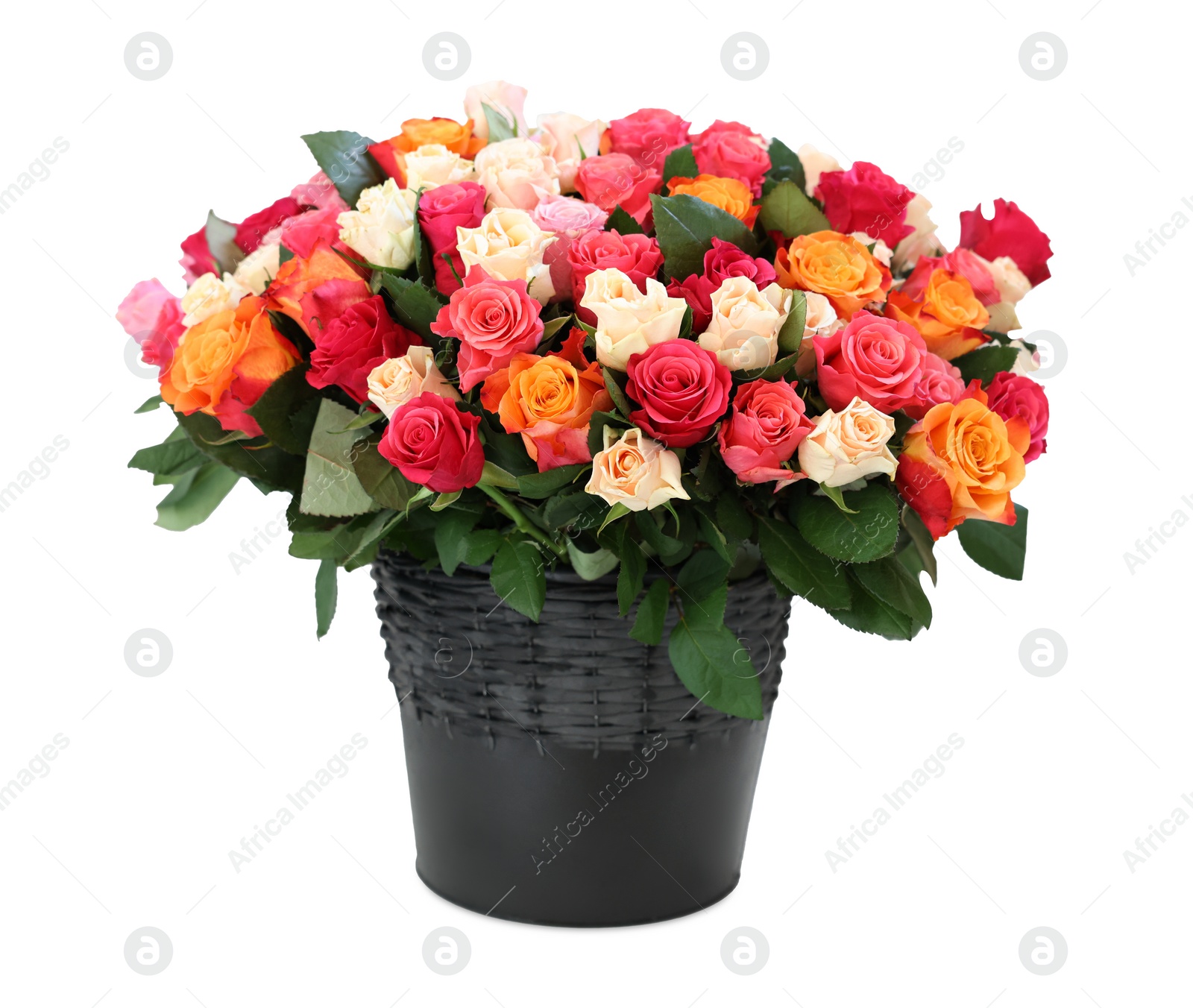 Photo of Bouquet of beautiful roses isolated on white