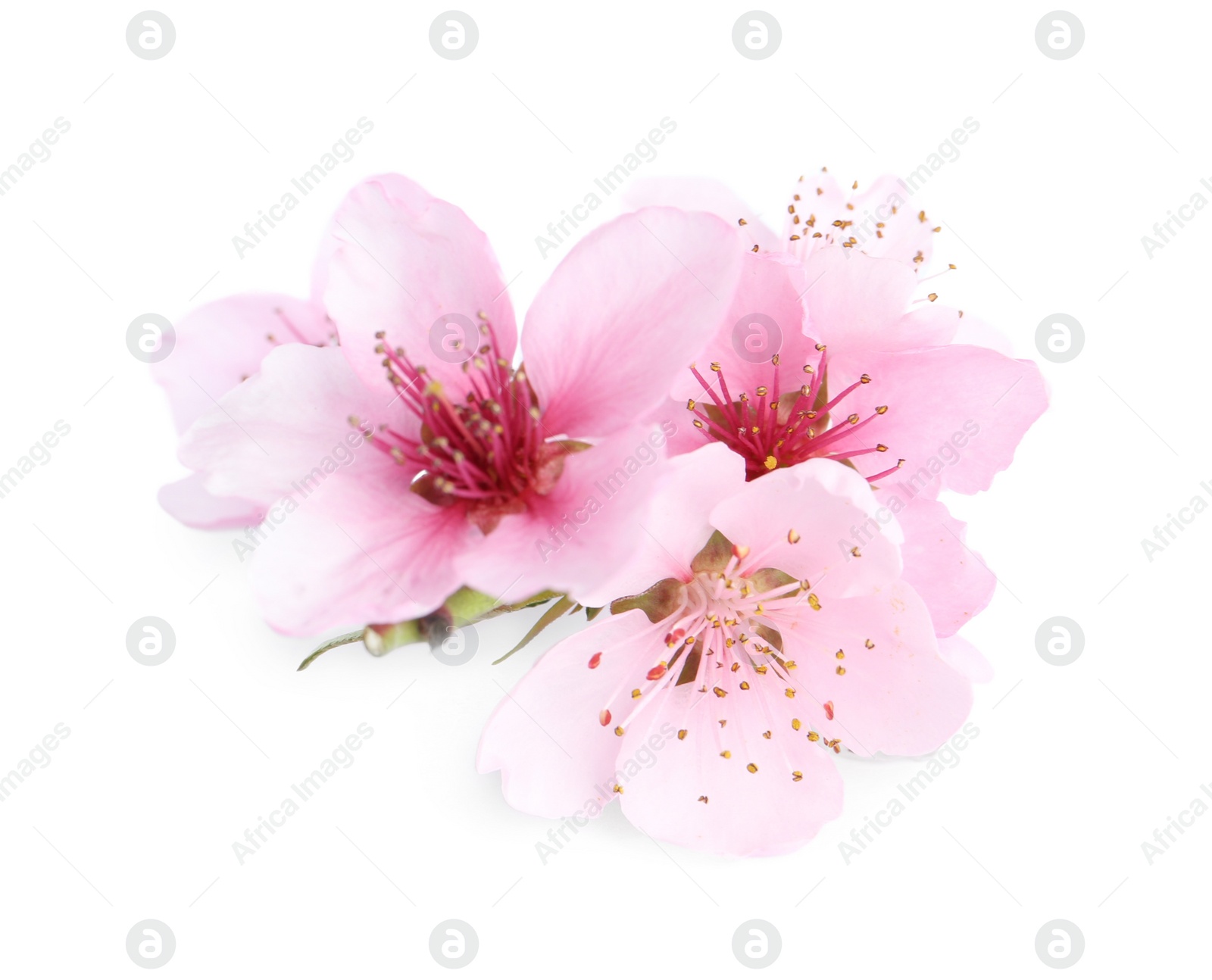 Photo of Beautiful tree blossom isolated on white. Spring season