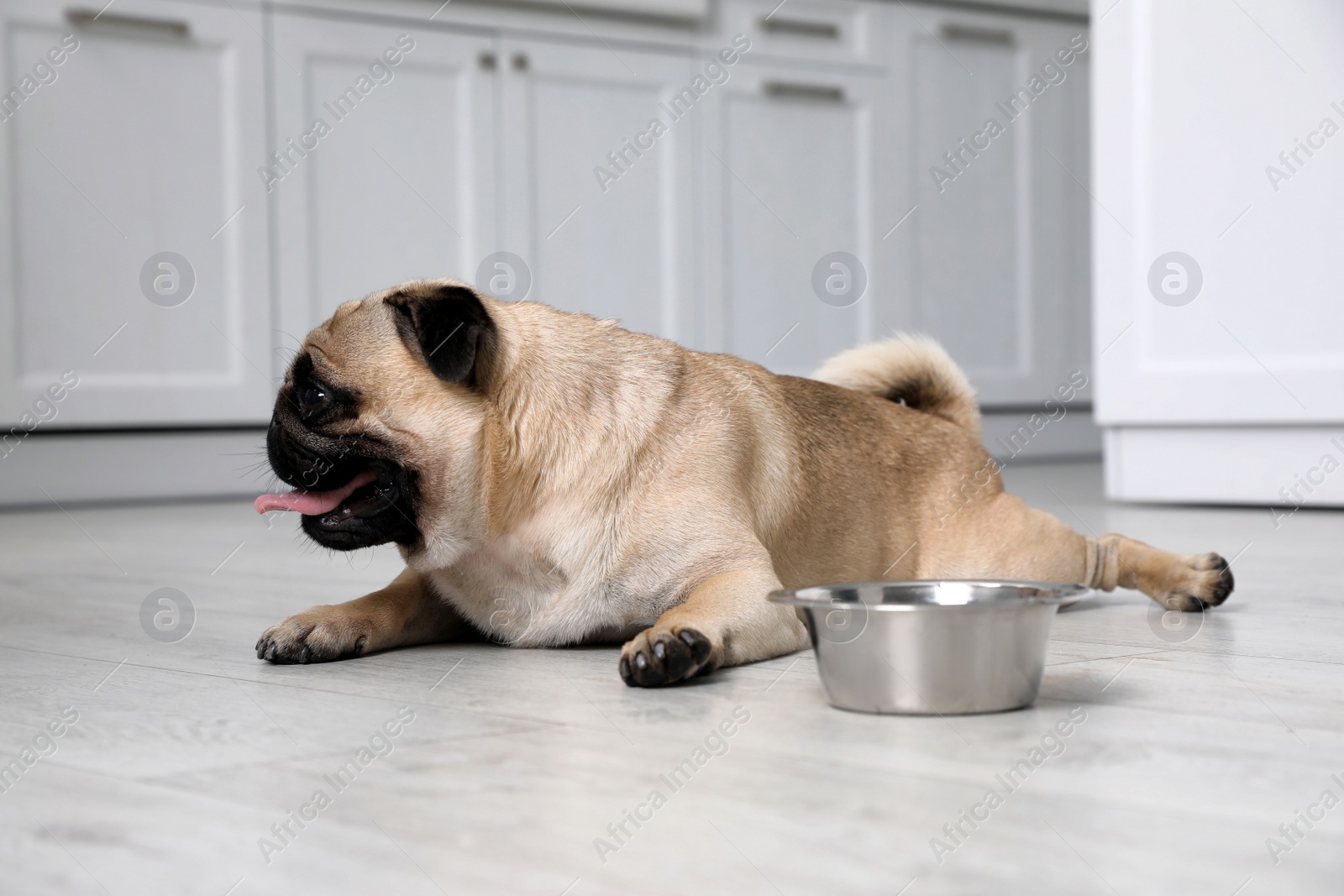 Photo of Cute pug dog suffering from heat stroke near bowl of water on floor at home