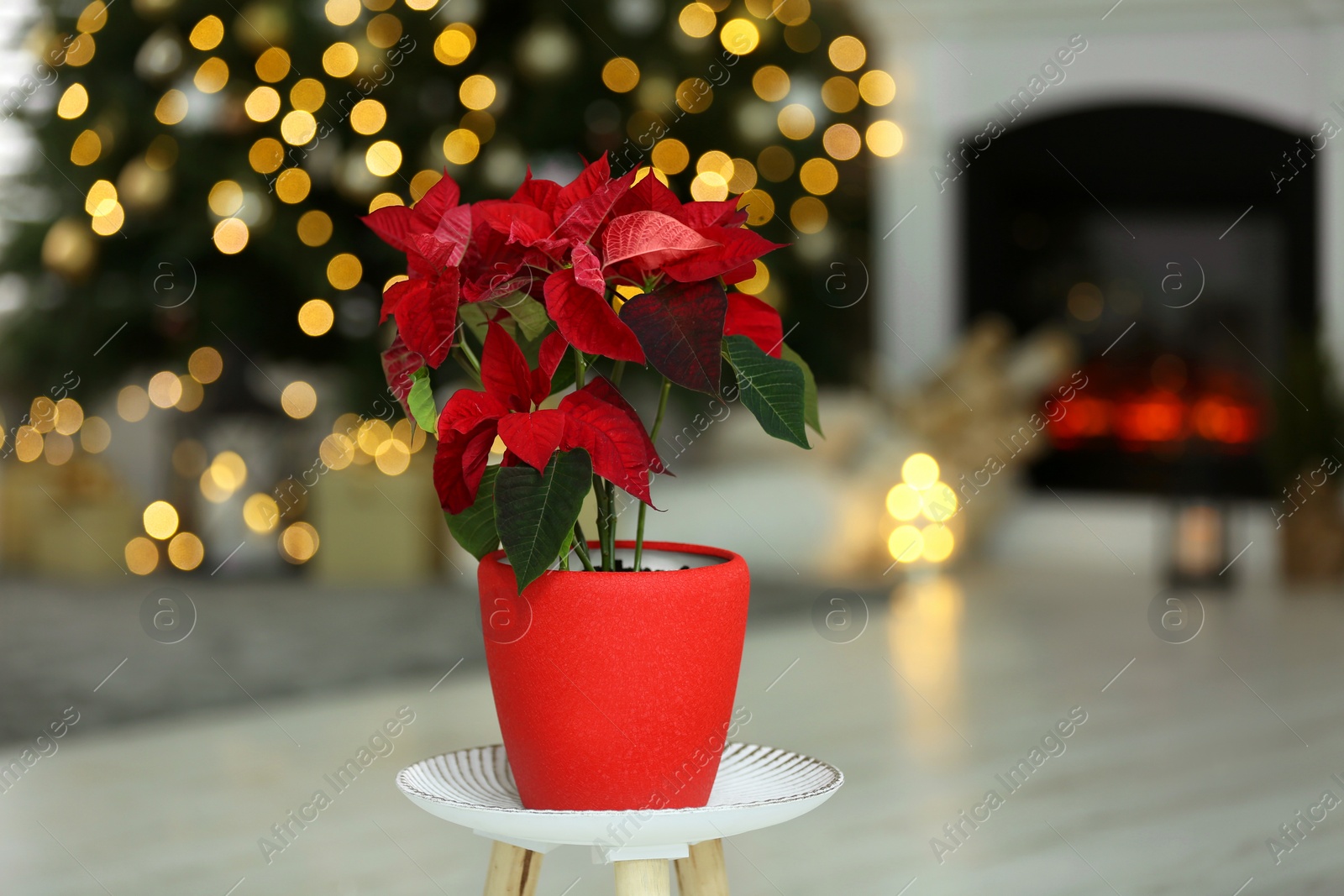 Photo of Potted poinsettia on stand in decorated room. Christmas traditional flower