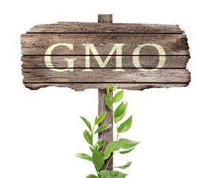 Image of Wooden sign with abbreviation GMO and green leaves on white background