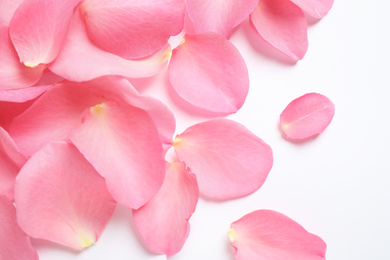 Fresh pink rose petals on white background, top view