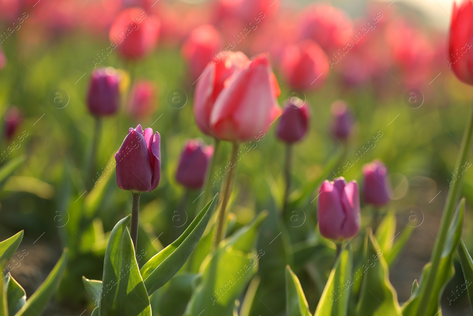 Photo of Field with fresh beautiful tulips. Blooming flowers