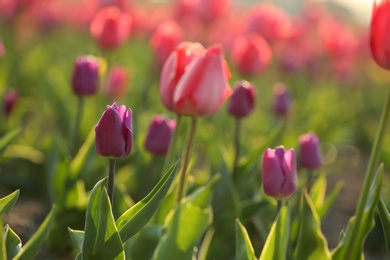 Field with fresh beautiful tulips. Blooming flowers