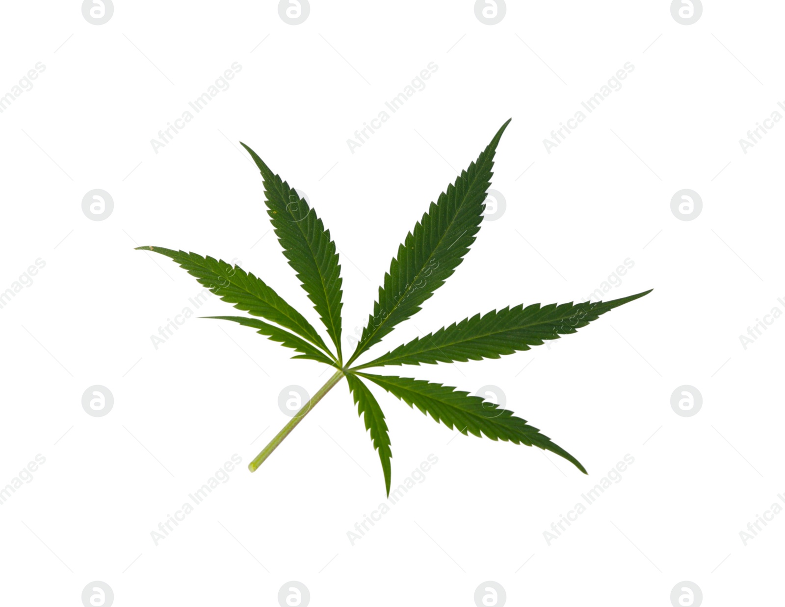 Photo of Fresh green hemp leaf isolated on white, top view