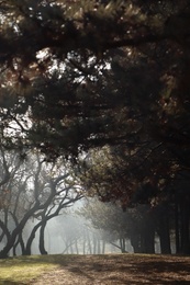 Photo of Picturesque view of beautiful forest on sunny day