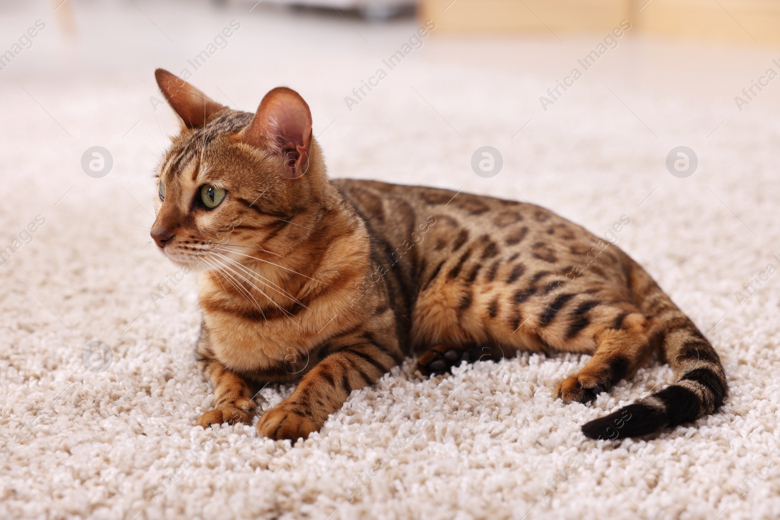 Photo of Cute Bengal cat lying on carpet at home. Adorable pet