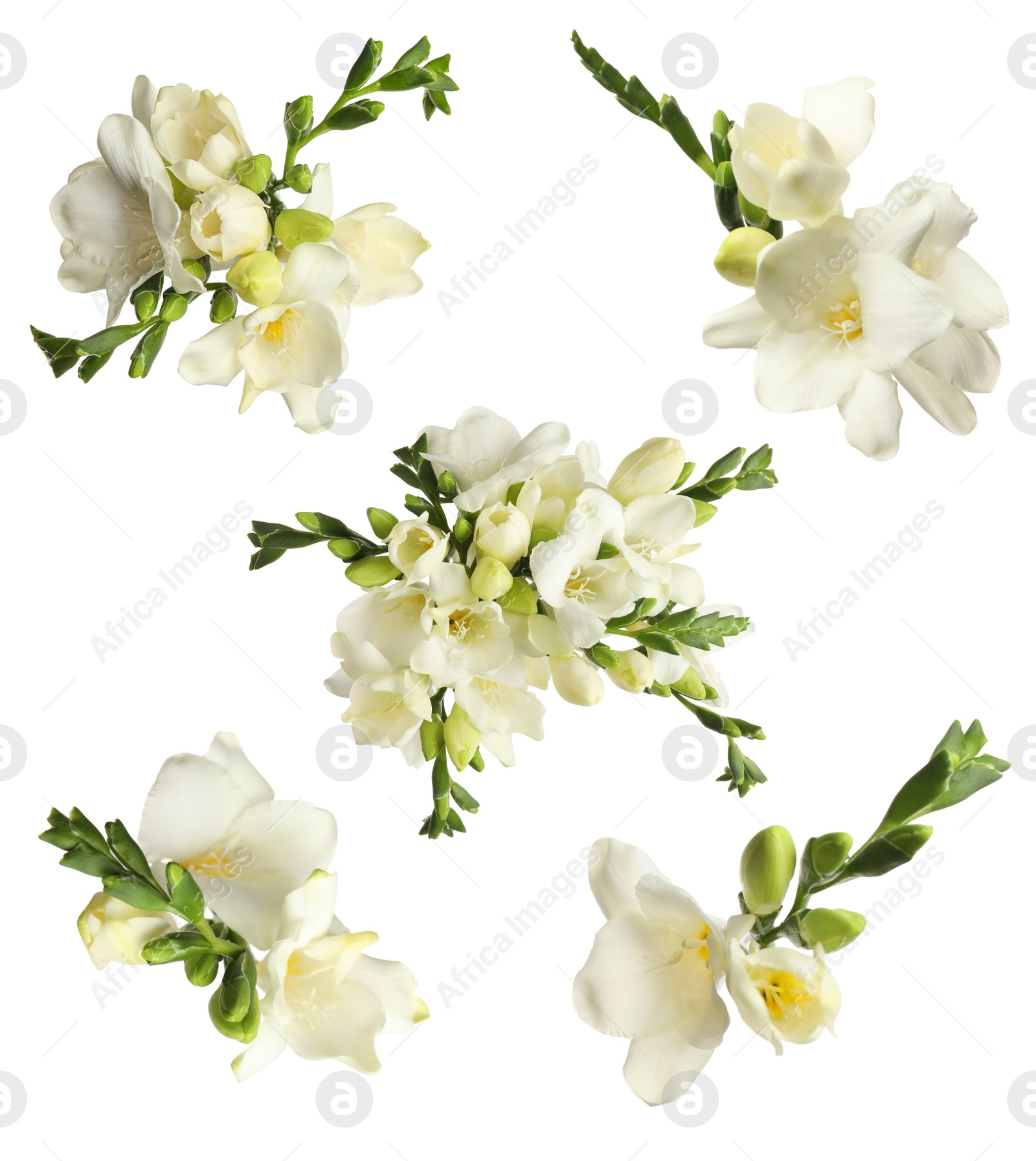 Image of Set with beautiful fragrant freesia flowers on white background