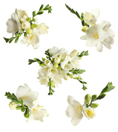 Set with beautiful fragrant freesia flowers on white background