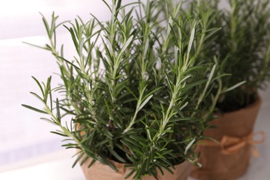 Photo of Aromatic green rosemary in pot on white background, closeup