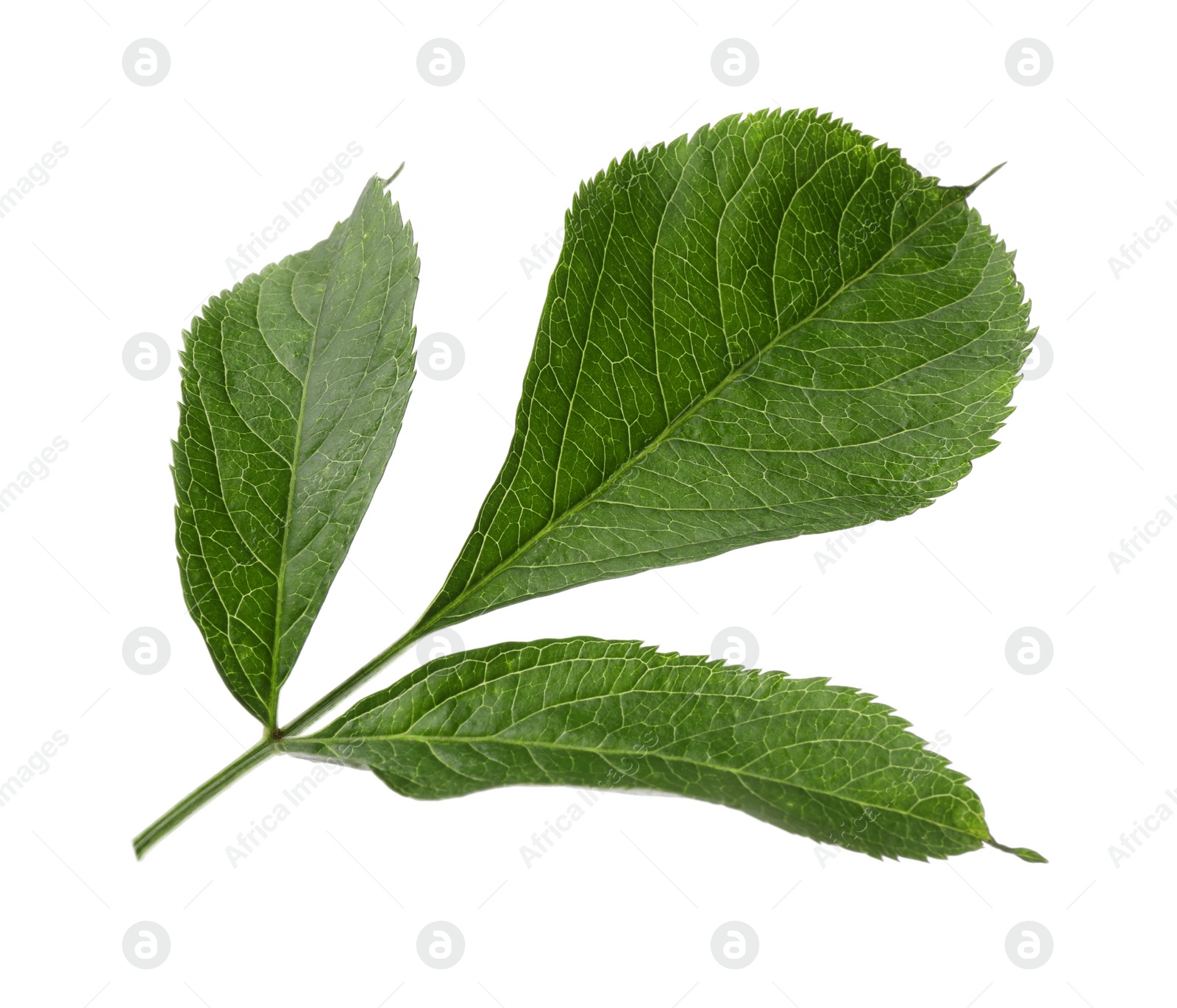 Photo of Fresh green elderberry leaves on white background