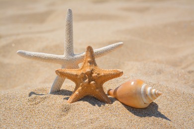 Photo of Beautiful starfishes and sea shell on sandy beach